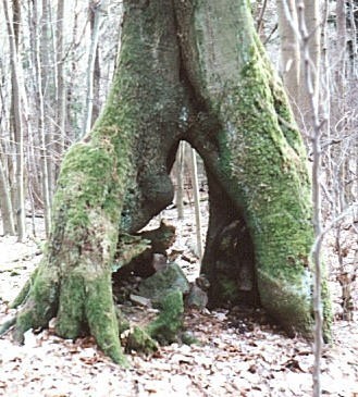 Naturlaune seitlich der Birkenhainer Landstrasse a